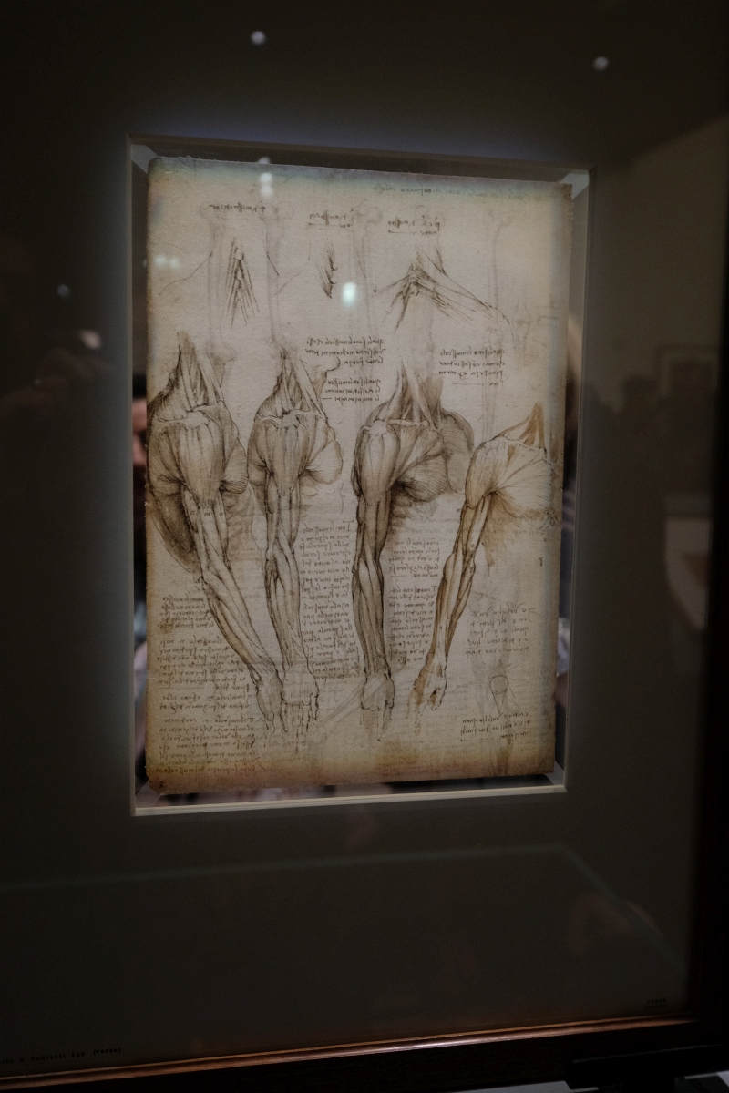 2020-02-23 671 Paris-Louvre Leonardo-da-Vinci-Ausstellung Anatomiezeichnung Arm (Da-Vinci um 1510)