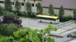 Experimentbild: Frisches Lindenlaub vor Ares. (Brixlegg, 17.5.2013)